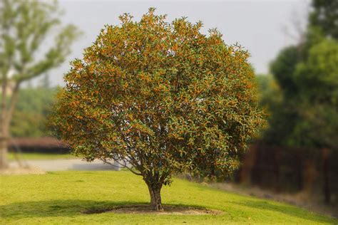 桂花树